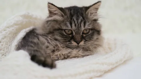 Cute brown cat on a light background Stock-Footage 289389211