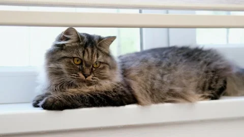 Cute brown cat on a light background Stock-Footage 294865117