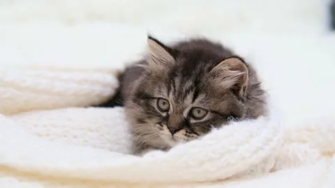 Cute brown cat on a light background Stock-Footage 297776732