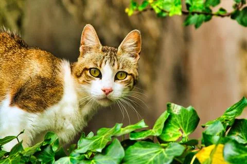 Cute brown cat looking through the green foliage. Stock Photos