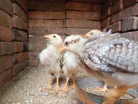 Cute brown chicks gathered in a red brick walled coop with chicken feed Stock Photos
