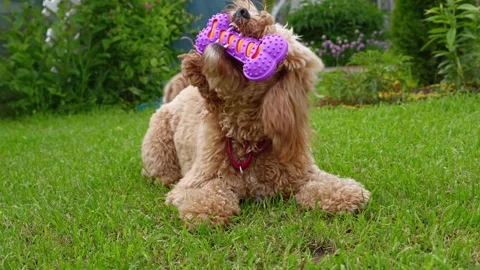 Cute brown curly doodle dog playing with a toy in a flower garden Stock Footage 345833760