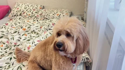A cute brown curly-haired doodle dog, such as a Goldendoodle, Labradoodle, .. Stock Footage 345833889
