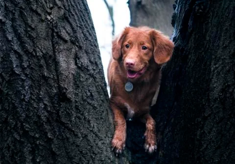 A cute Brown dog between in a Tree and smile on a dog face Stock Photos