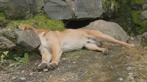 Cute brown dog with black muzzle resting comfortably on rocky ground beside Stock Footage 314752075