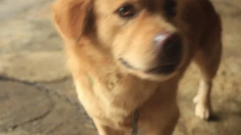 Cute brown dog face looking forward Video stock 277121775