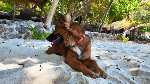 Cute brown dog lying on the beach looking away. Stockbeeldmateriaal 274119918