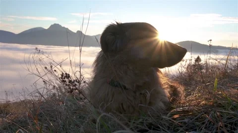 Cute brown dog lying in grassy meadow and watch on beautiful sunrise nature Stock Footage 148653596