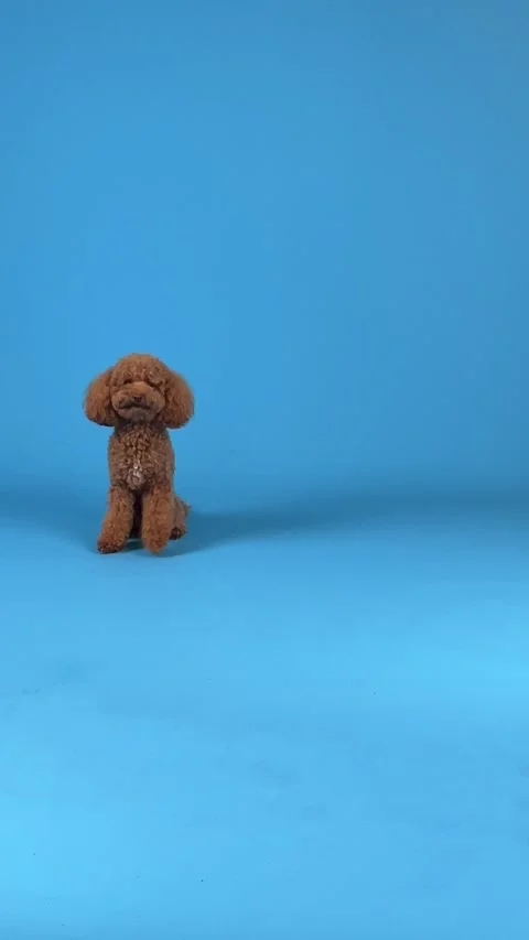 A Cute Brown Dog Sitting Against a Bright Blue Background That Makes It Stand Stock Footage 304778341
