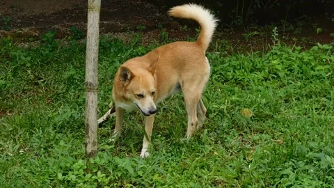 Cute Brown Dog walking through the green field Stock Footage 137149545