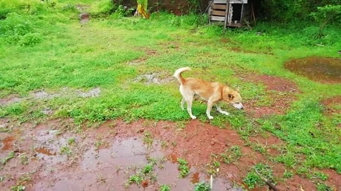 Cute Brown Dog walking through the green field Stock Footage 137150309