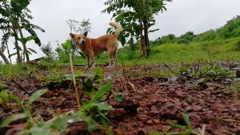 Cute Brown Dog walking through the green field Stock Footage 137150715