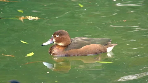 Cute brown duck Stock Footage 302955747