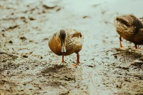 A cute brown duck wanders through the mud on the riverbank, looking for food. Stock Photos