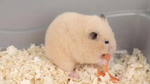 Cute brown fluffy hamster eats a carrot Video stock 240601813