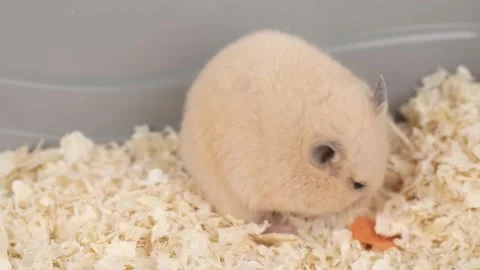 Cute brown fluffy hamster eats a carrot 動画素材 241007772