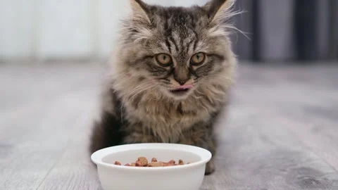 Cute brown fluffy kitten sitting near food bowl Stock Footage 275810863