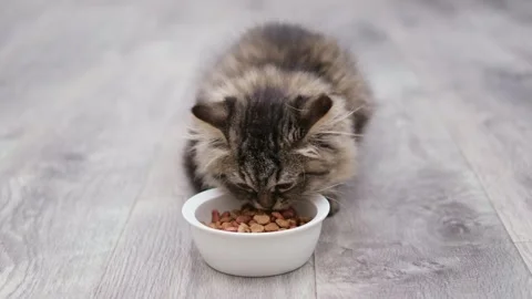 Cute brown fluffy kitten sitting near food bowl Stock Footage 276650308
