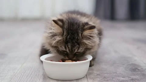 Cute brown fluffy kitten sitting near food bowl Stock Footage 277527361