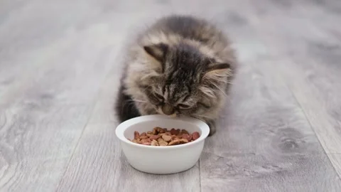 Cute brown fluffy kitten sitting near food bowl Video stock 277694703