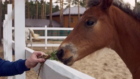 A cute brown foal in close-up comes to the fence for treating him with fresh Stock Footage 155131452