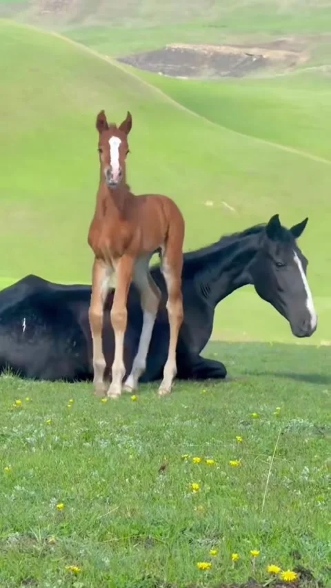 A cute brown foal standing over its resting black mother in a meadow Stockbeeldmateriaal 334635657