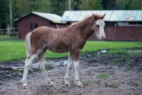 Cute brown foal walking through the farm, exploring the world. Stock Photos