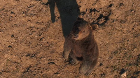 Cute brown grizzly bear is smiling and playing with drone - aerial top view Stock Footage