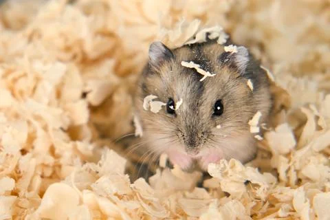 Cute brown hamster in a cage Stock Photos