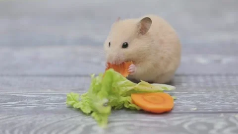 Cute brown hamster eats a carrot on a gray background 스톡 동영상 237807604