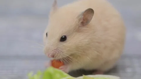 Cute brown hamster eats a carrot on a gray background Stock-Footage 237807605