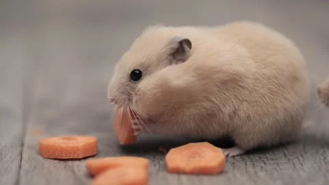 Cute brown hamster eats a carrot on a gray background 스톡 동영상 240456095