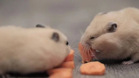 Cute brown hamster eats a carrot on a gray background Stock-Footage 240481426