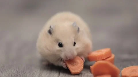 Cute brown hamster eats a carrot on a gray background Stock-Footage 241008057