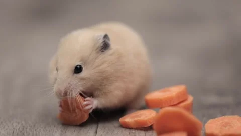 Cute brown hamster eats a carrot on a gray background 動画素材 241951582