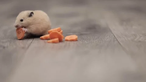 Cute brown hamster eats a carrot on a gray background Stock-Footage 242243374
