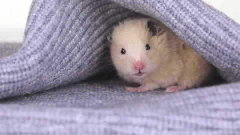 Cute brown hamster sits in a gray knitted fabric Stock Footage 236464934