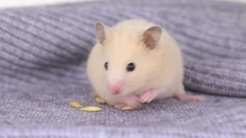 Cute brown hamster sits in a gray knitted fabric Stock Footage 236599162