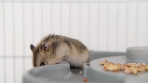 Cute brown hamster sitting in a cage Stock-Footage 302420682