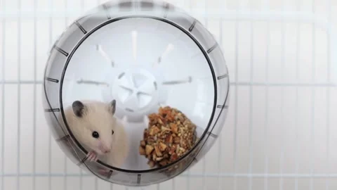 Cute brown hamster sitting in the wheel Video stock 236348685