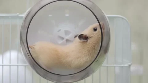 Cute brown hamster sitting in the wheel Stock Footage 237807624