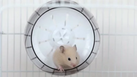 Cute brown hamster sitting in the wheel Stock Footage 239032975