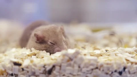 A cute brown hamster sleeping peacefully on light-colored wood shavings in .. Stock Footage 333286920