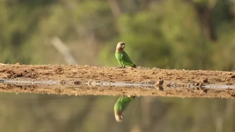 A cute brown-headed parrot standing at the waterhole, showing its beautiful Video stock 313267096