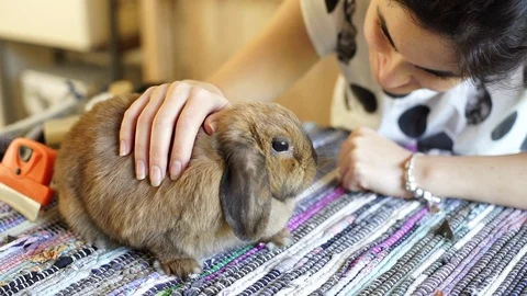 Cute Brown House Rabbit On The Table Next To Her Owner Stock Footage