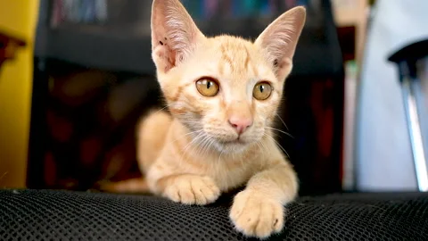 Cute brown kitten was lying on the chair indoors. Stock Footage 133714561