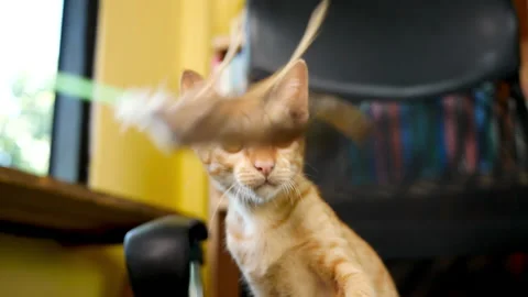 Cute brown kitten was lying on the chair and playing with feather toy indoors. Stock Footage 133714577