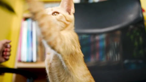 Cute brown kitten was lying on the chair and playing with feather toy indoors. Video stock 133714656