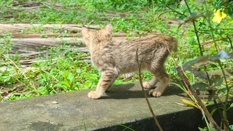 Cute brown kitty cat Stock Footage 339667313