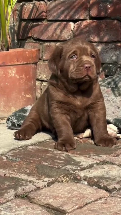 Cute Brown Lab Puppy Looking Around Outdoors Video stock 333717845
